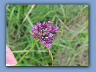 Wild Leek seen near bench at mill pond. 9th July 2023.jpg